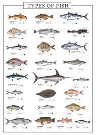 soorten vis