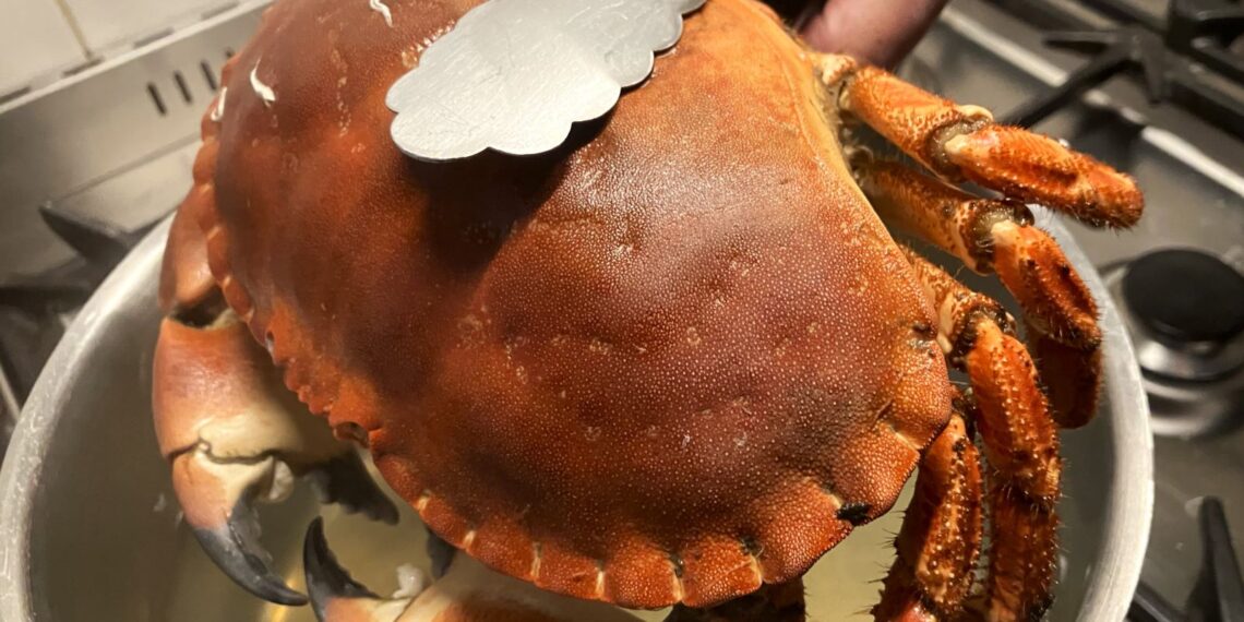 wat zijn schaaldieren