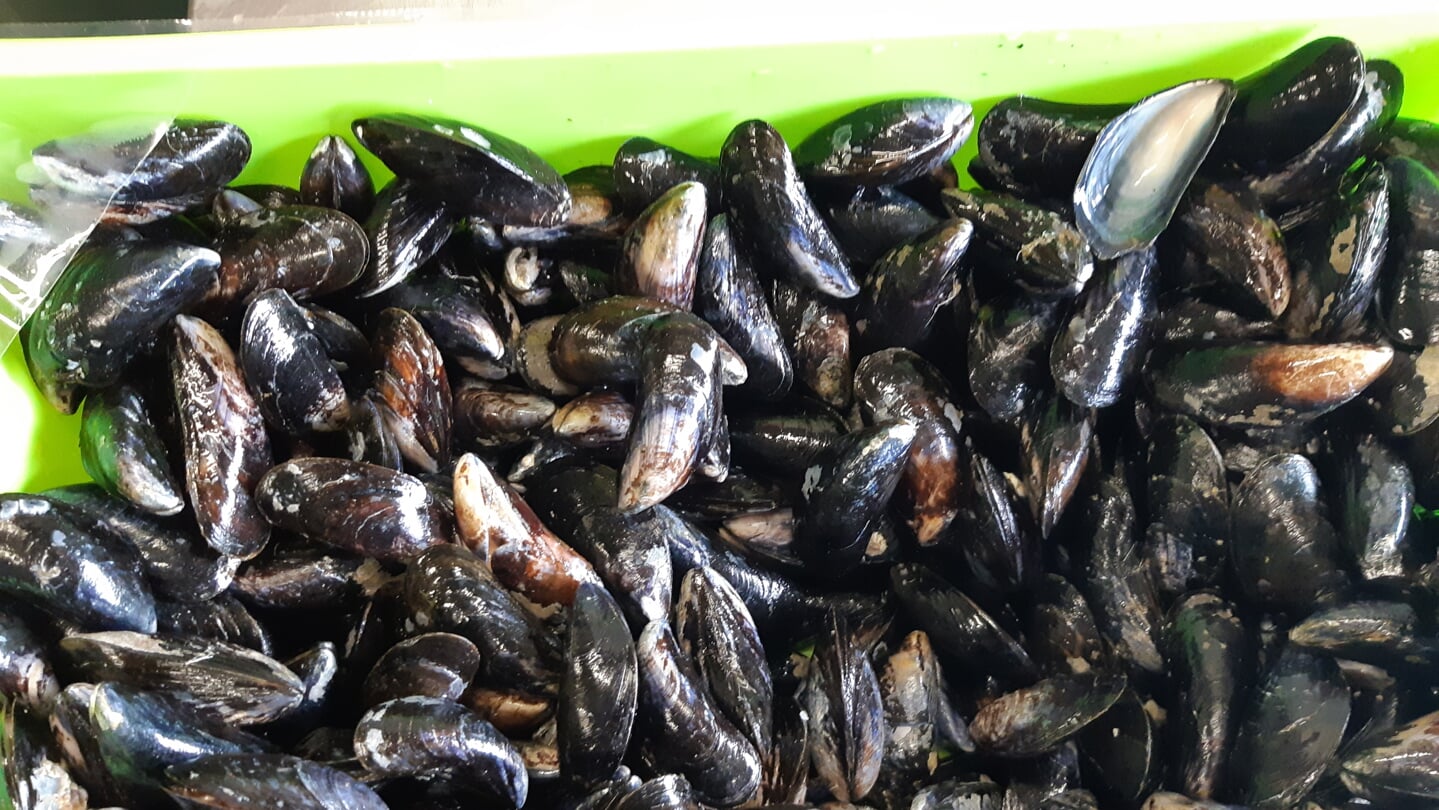 schaaldieren soorten